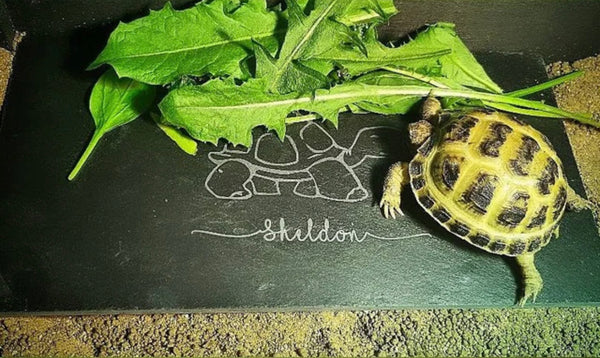 Cartoon Tortoise Silhouette personalised natural feeding slate